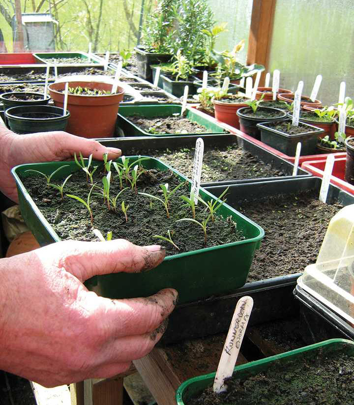 Outdoor-Personia-Greenhouses-growing2